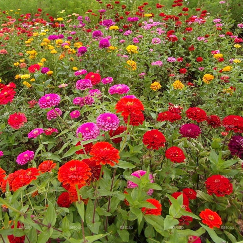Beautiful field of multicolored flowers 