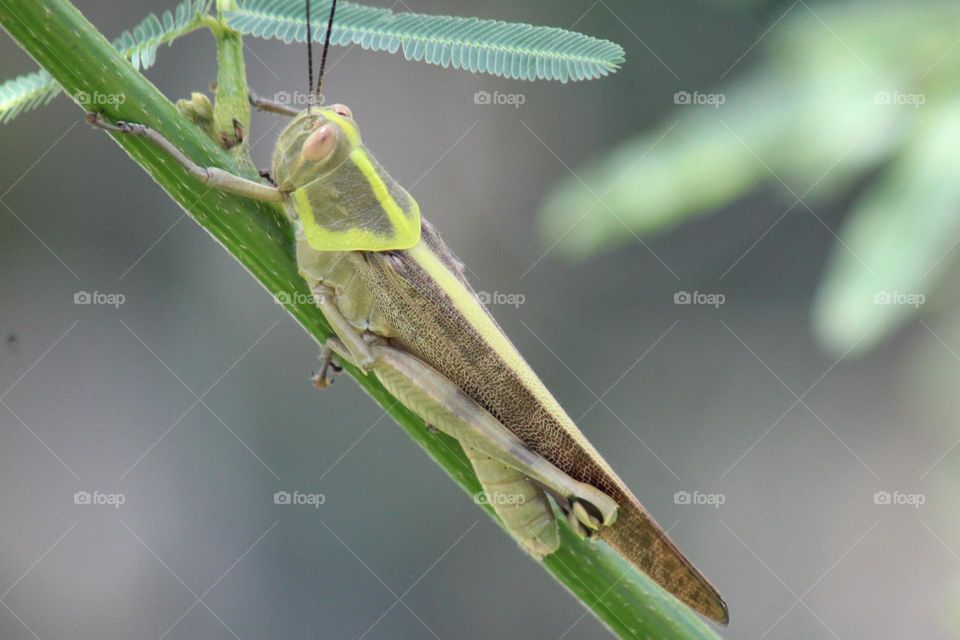 grasshopper close up
