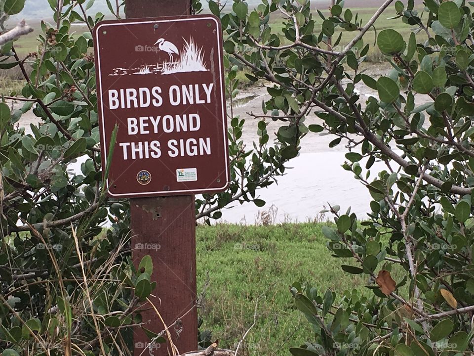 Birds only