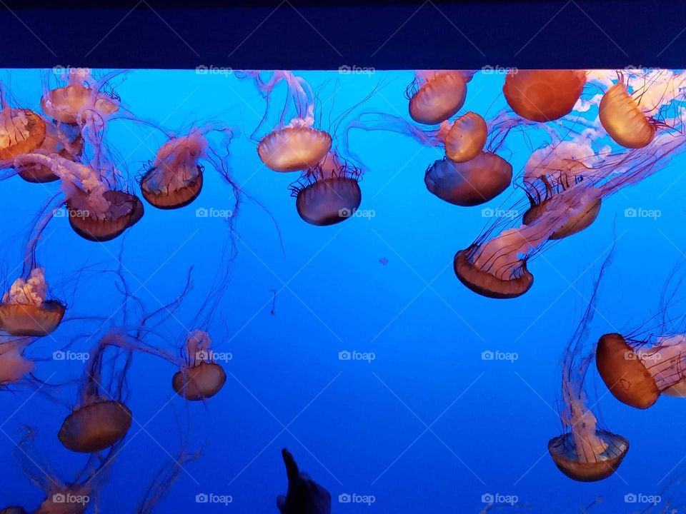 jellyfish