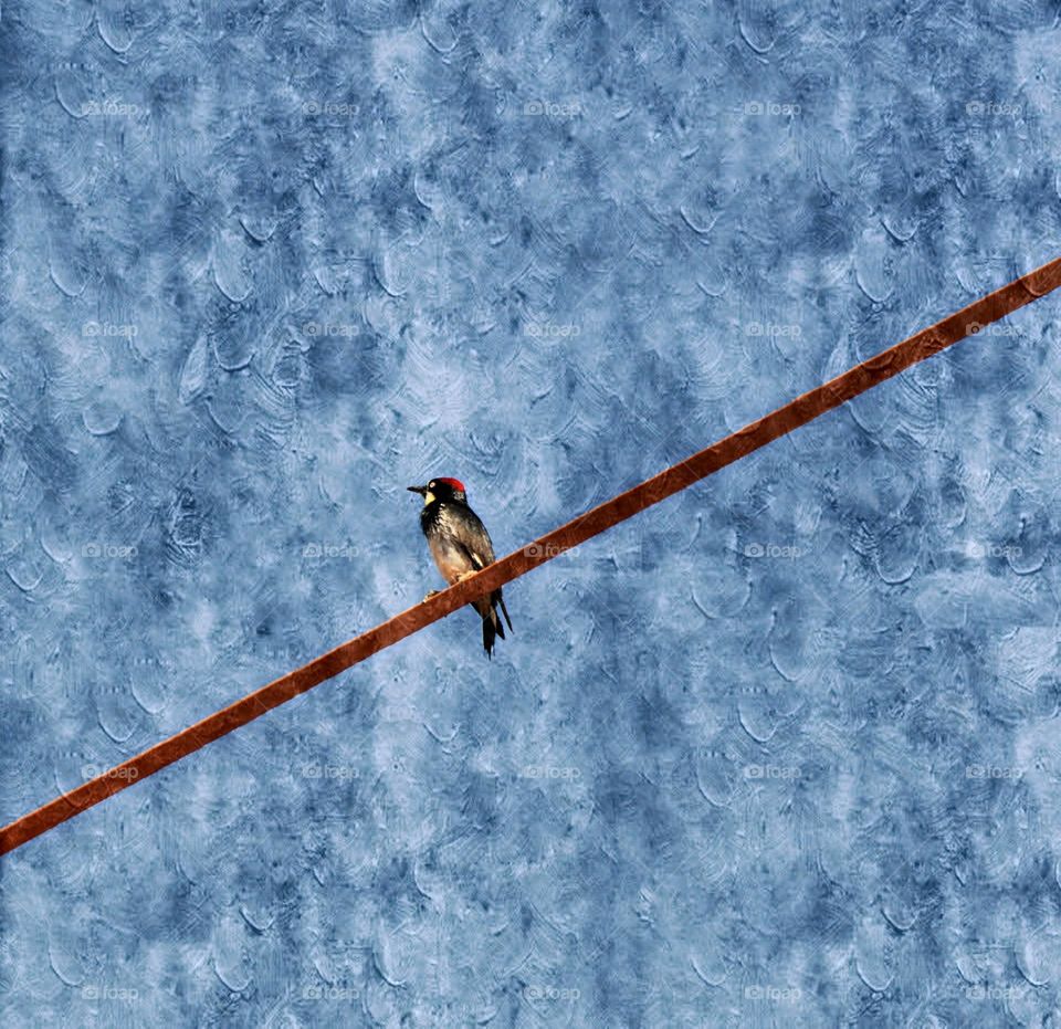 A Red headed woodpecker perched on a bridge