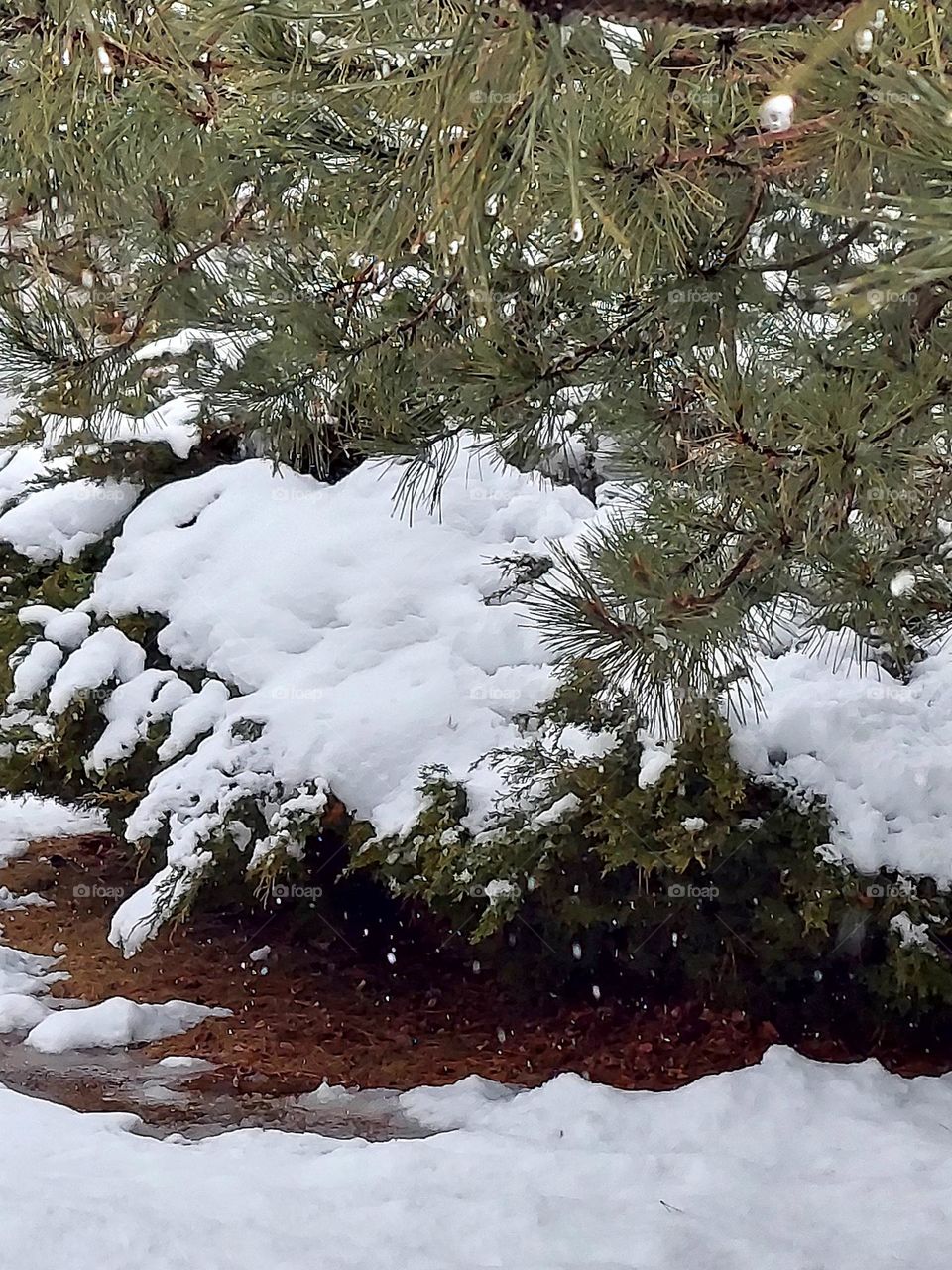 Snowy Branches