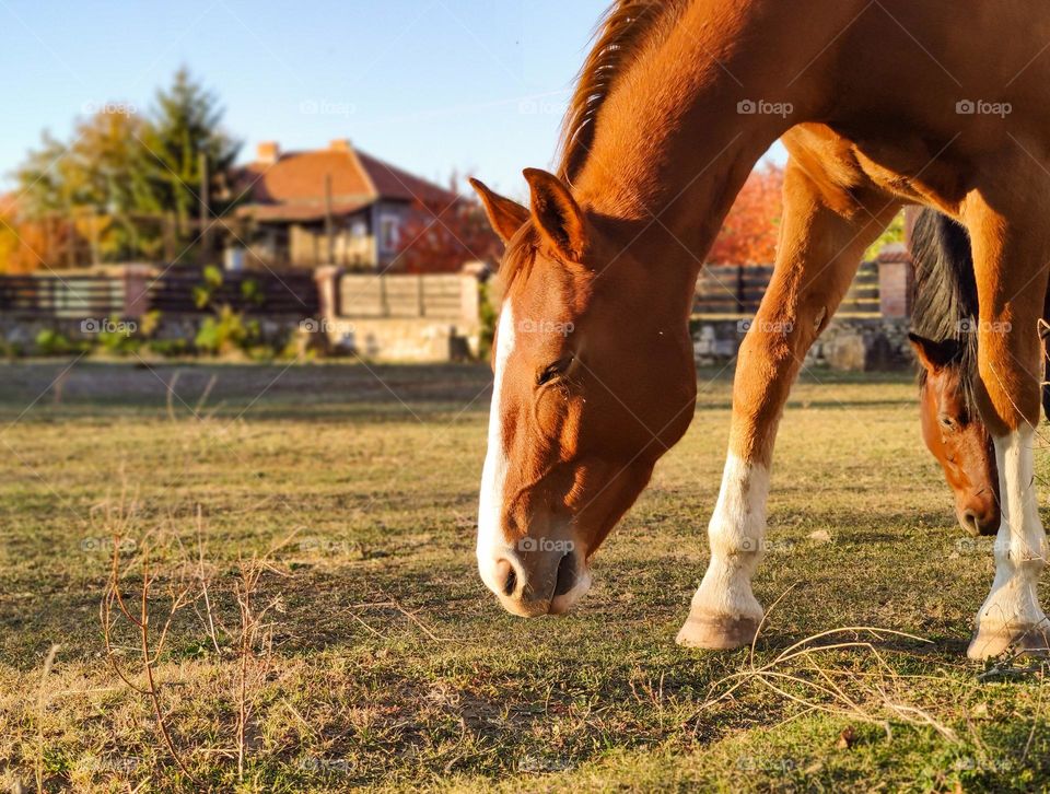 A horse under the afternoon sun