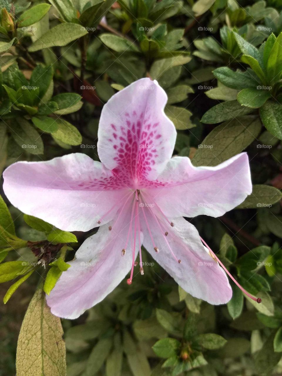 pink Flower