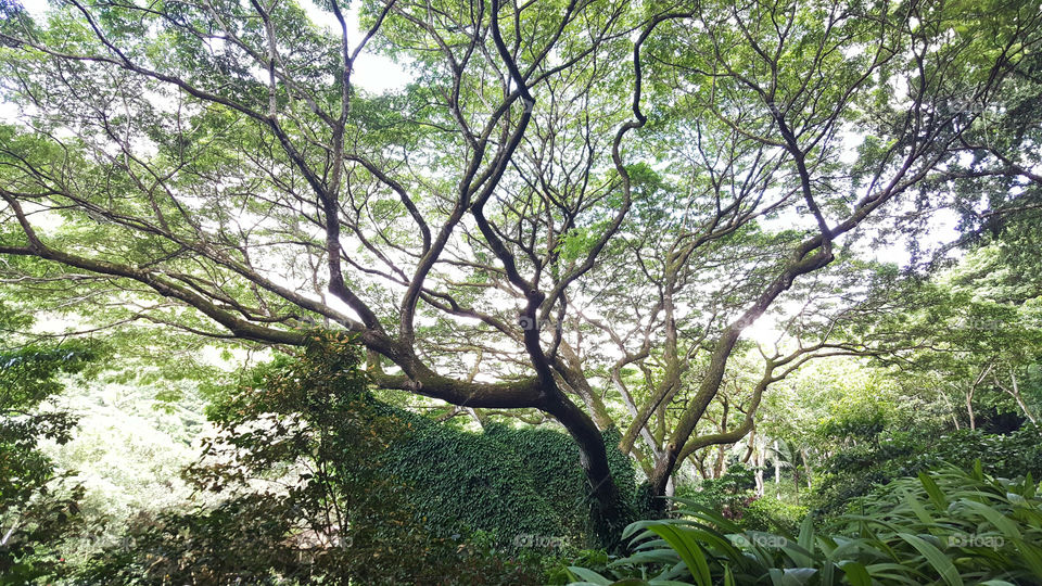 Lovely stroll in the botanical garden of Oahu