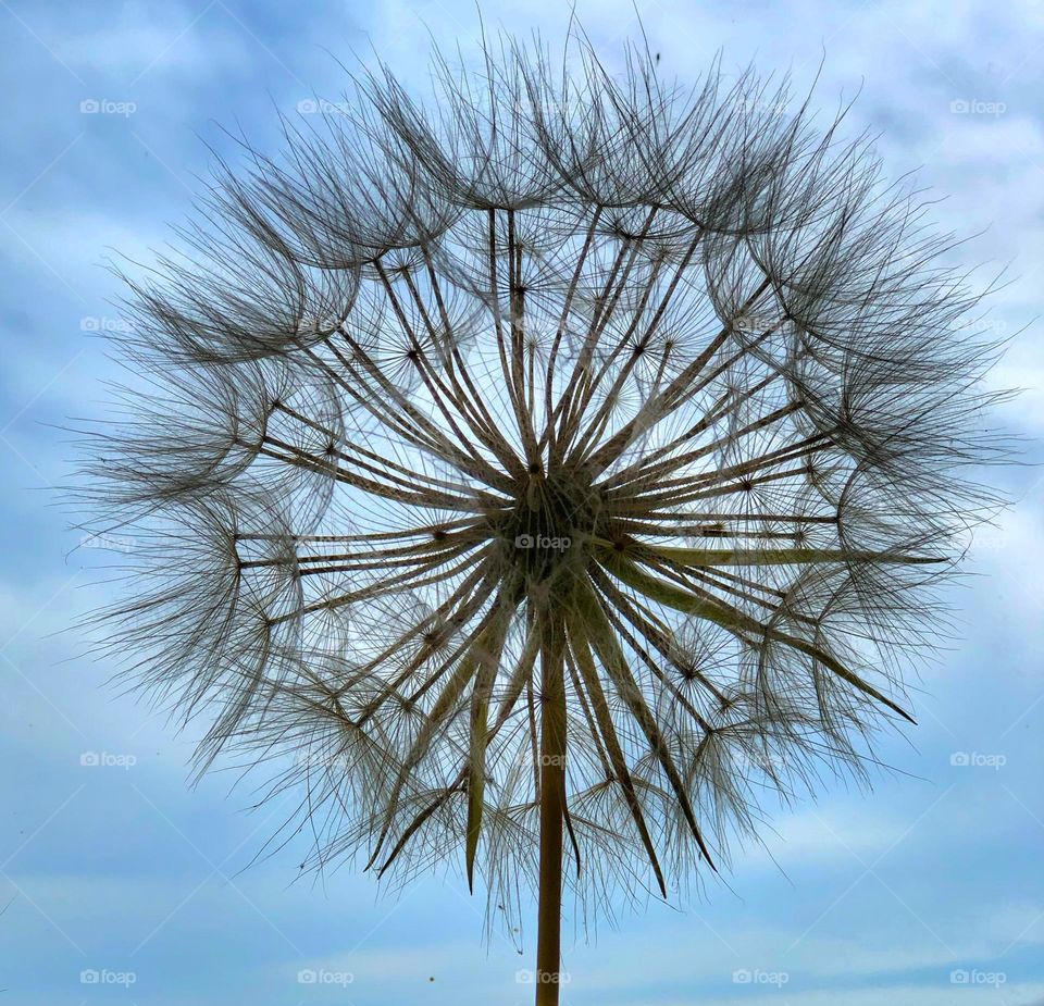 Make a wish! Dandelion, Clock, seeds, wild flower, 