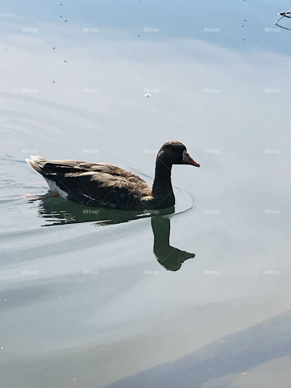 Anser goose swimming in a lake