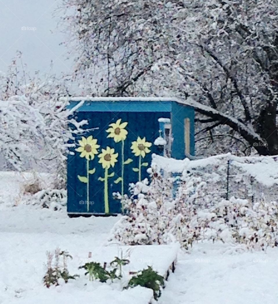 sunflower shed