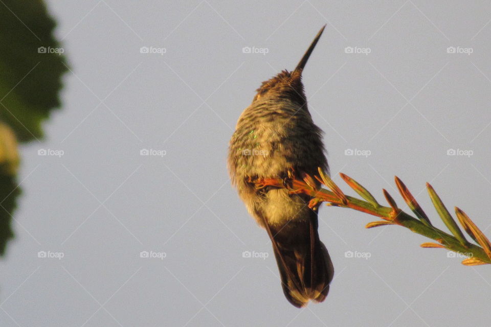 Hummingbird resting