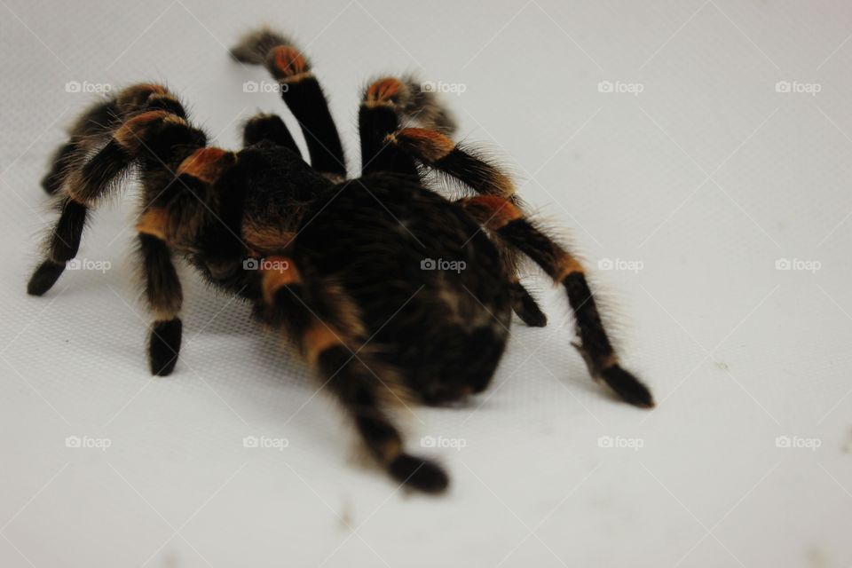 red and black spider on white Background