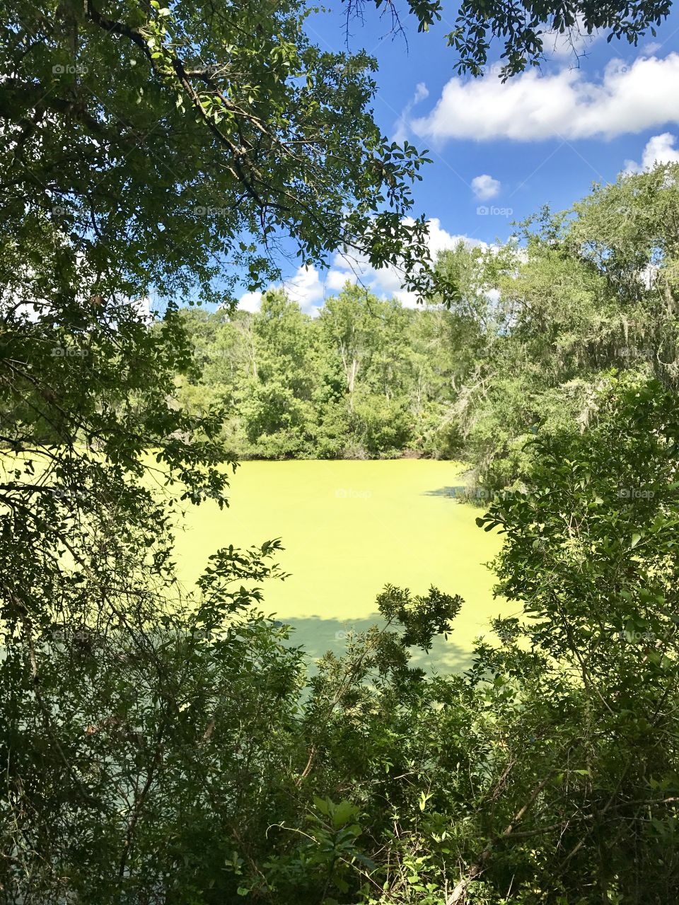 Pollen covered lake