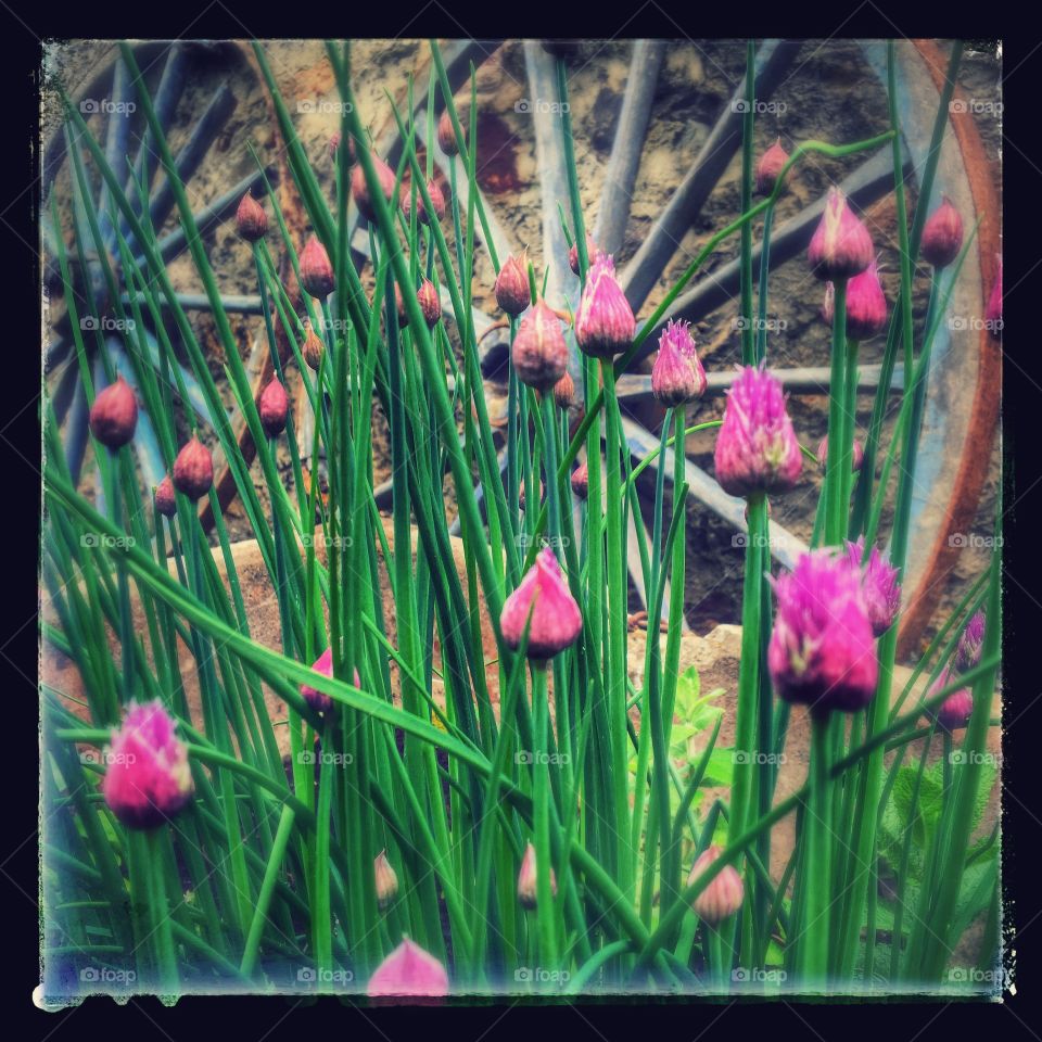 Chives Blossom