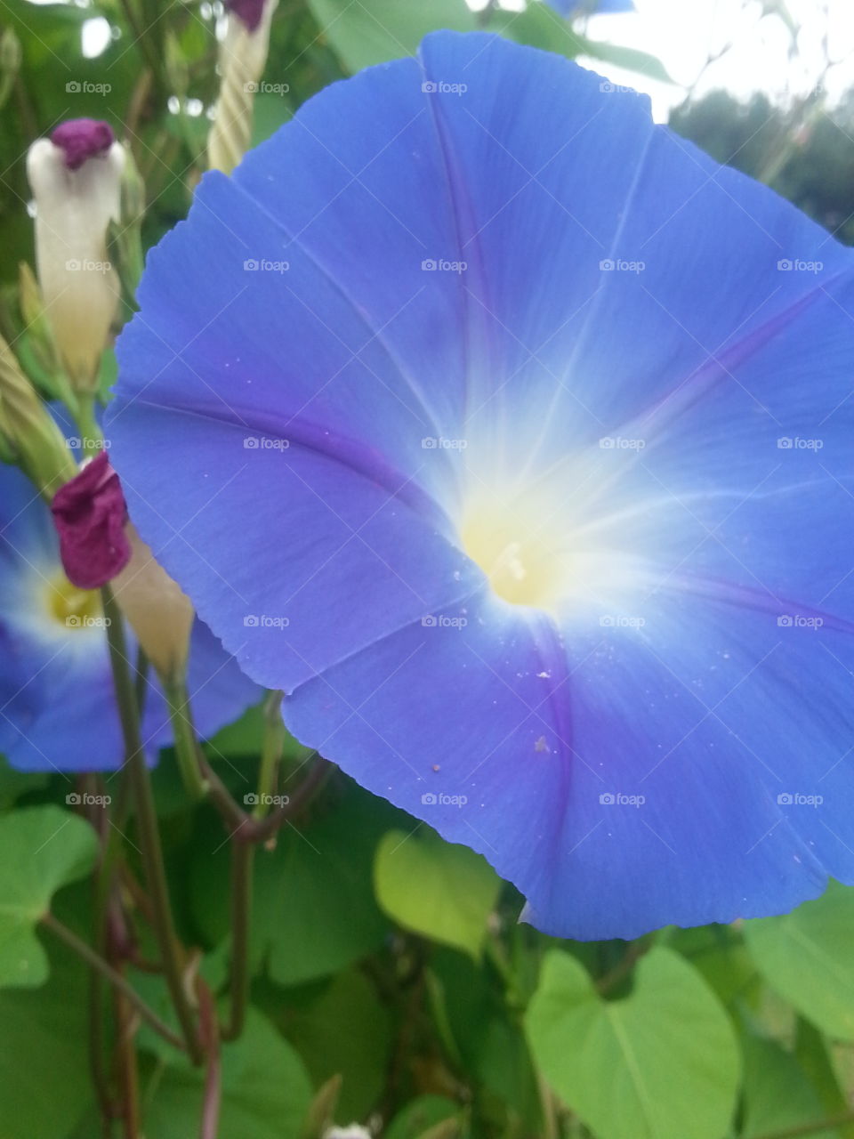 Sneaking up on the neighbor's flowers