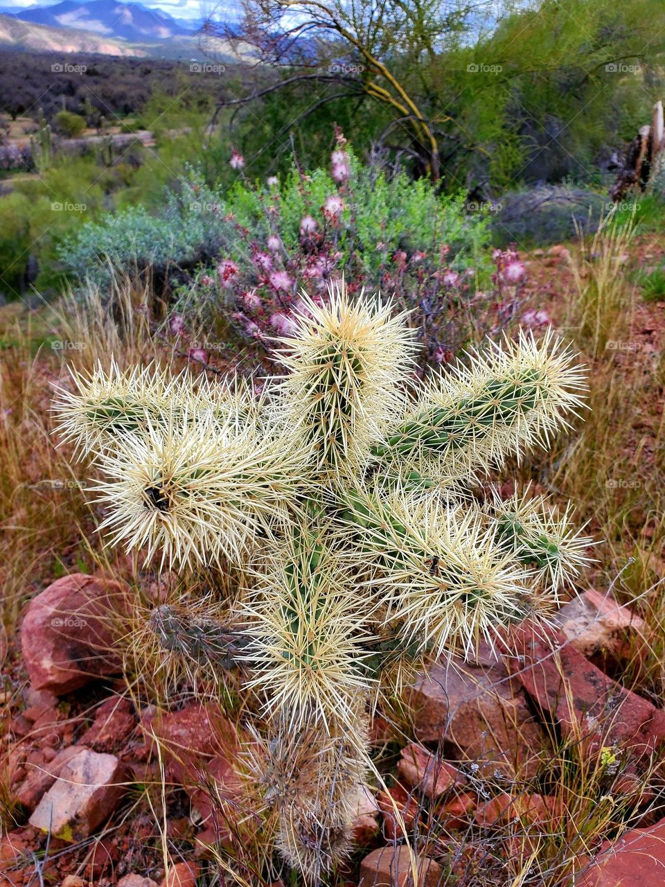 The Sonoran desert of Arizona bursts with color following some recent rains