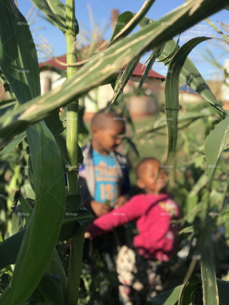 Two children playing in a corn field in rural South Africa