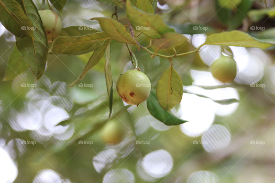 nutmeg fruit