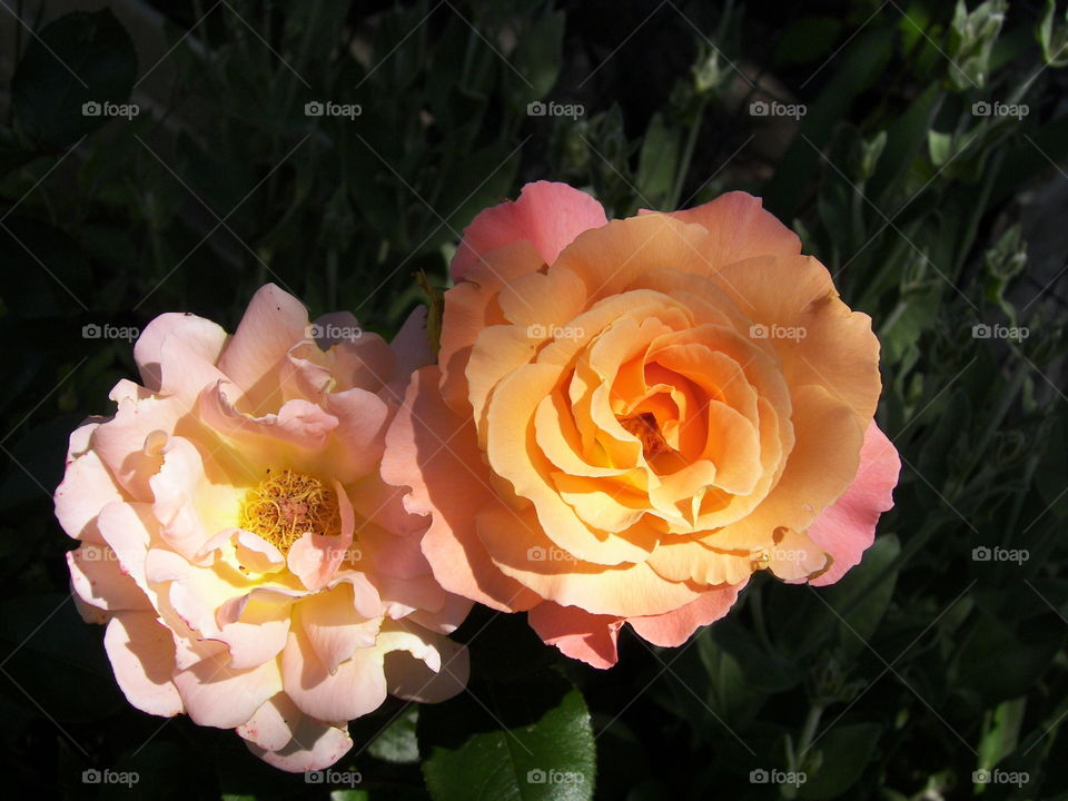 Orange tea roses