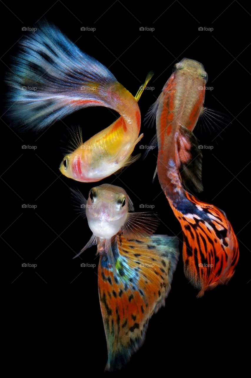 guppies trio