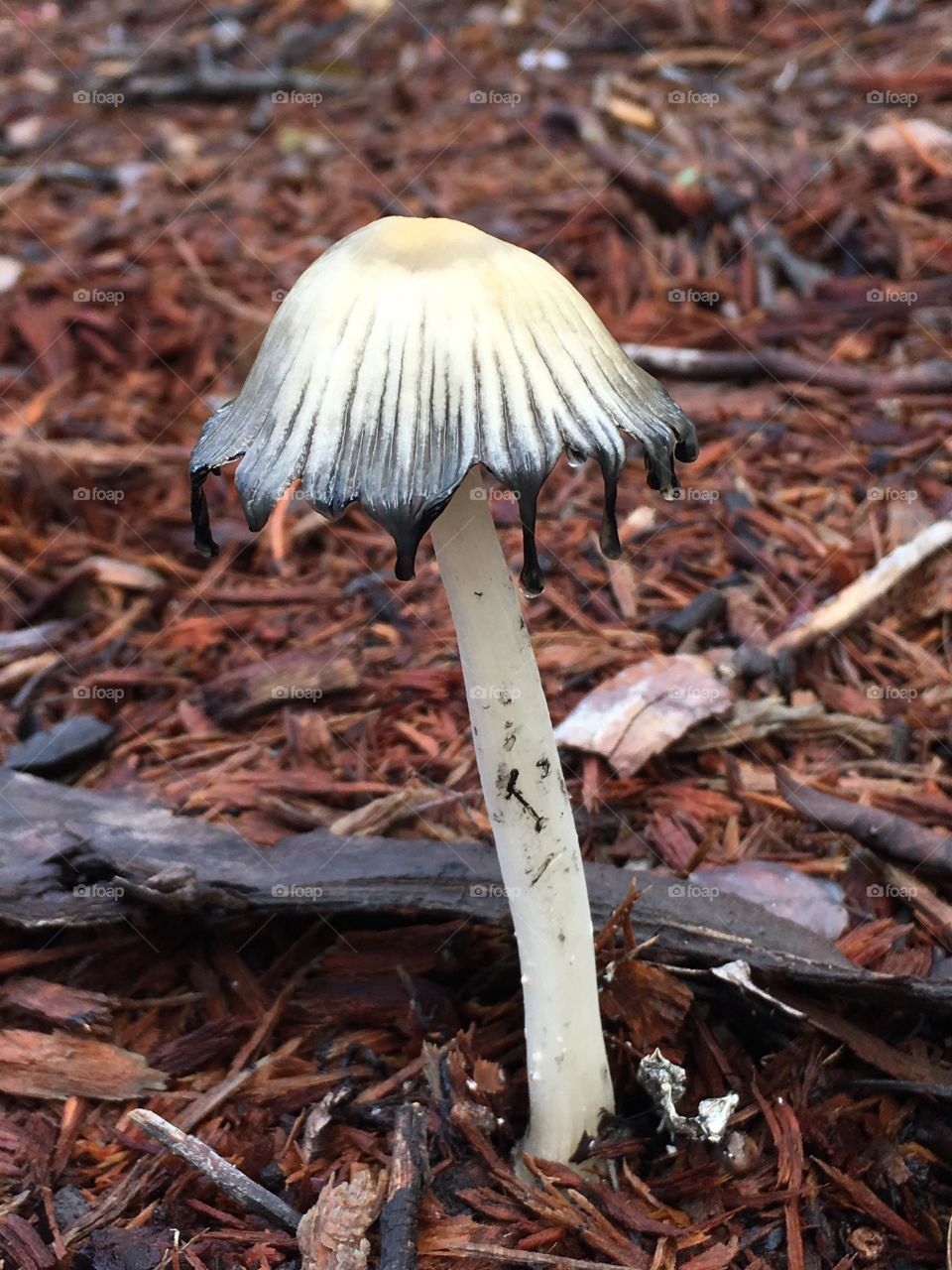 Close-up of a mushroom