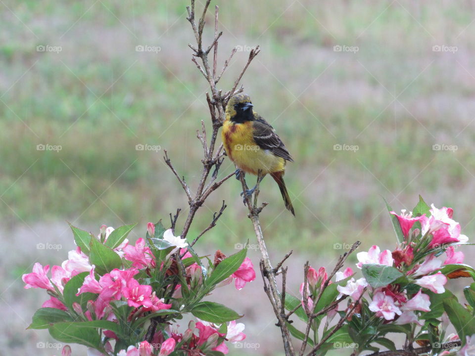 Young Orchard Oriole
