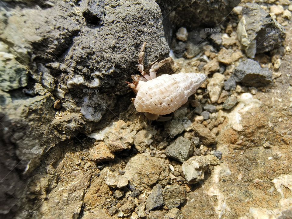 Hermit crab on a rock in the sea, closeup of photo