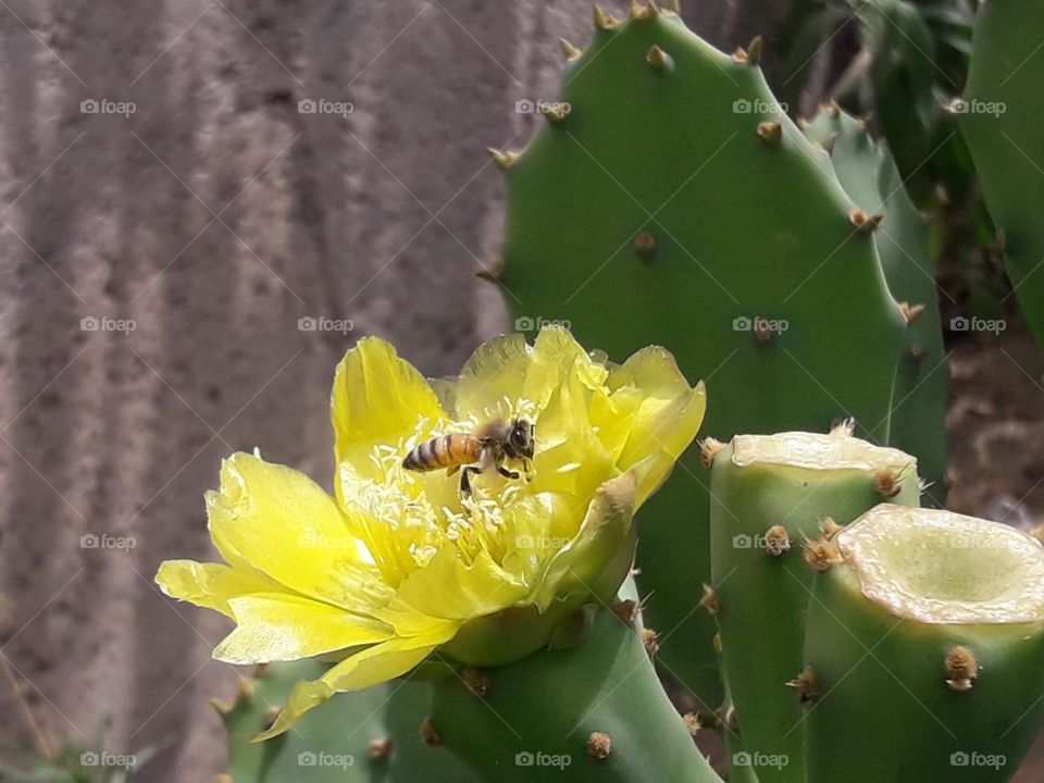 The bee is a gentle and beautiful creature, and the cactus flower is one of the most beautiful flowers
