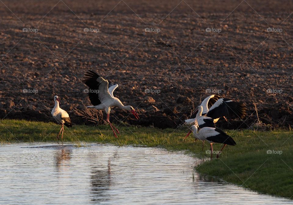 Group of storks in nature