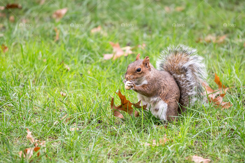 Squirrel eating nut in the park in autumn