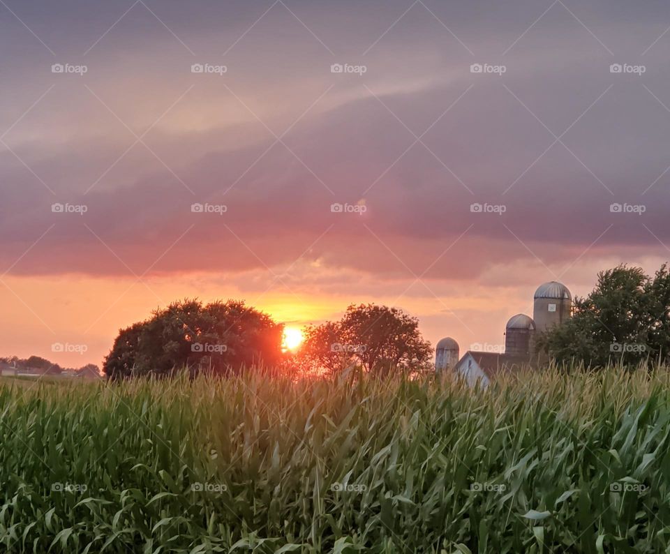 Summer sunset appears to sink between two trees, beyond a farm and cornfield, just as heavy clouds move in.
