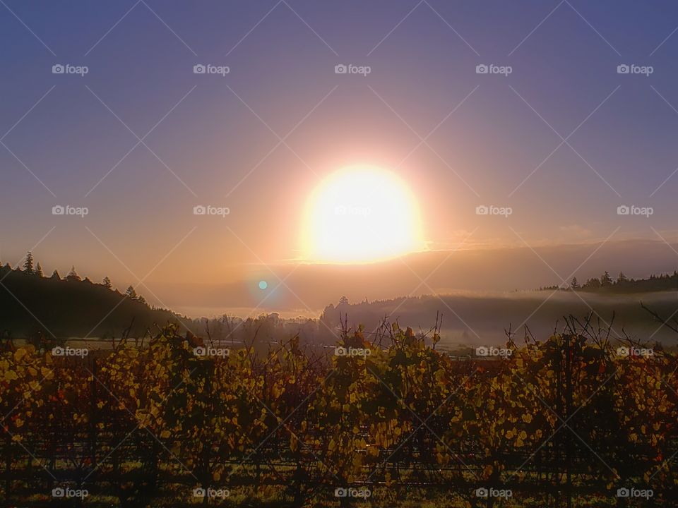 Vineyars Sunrise