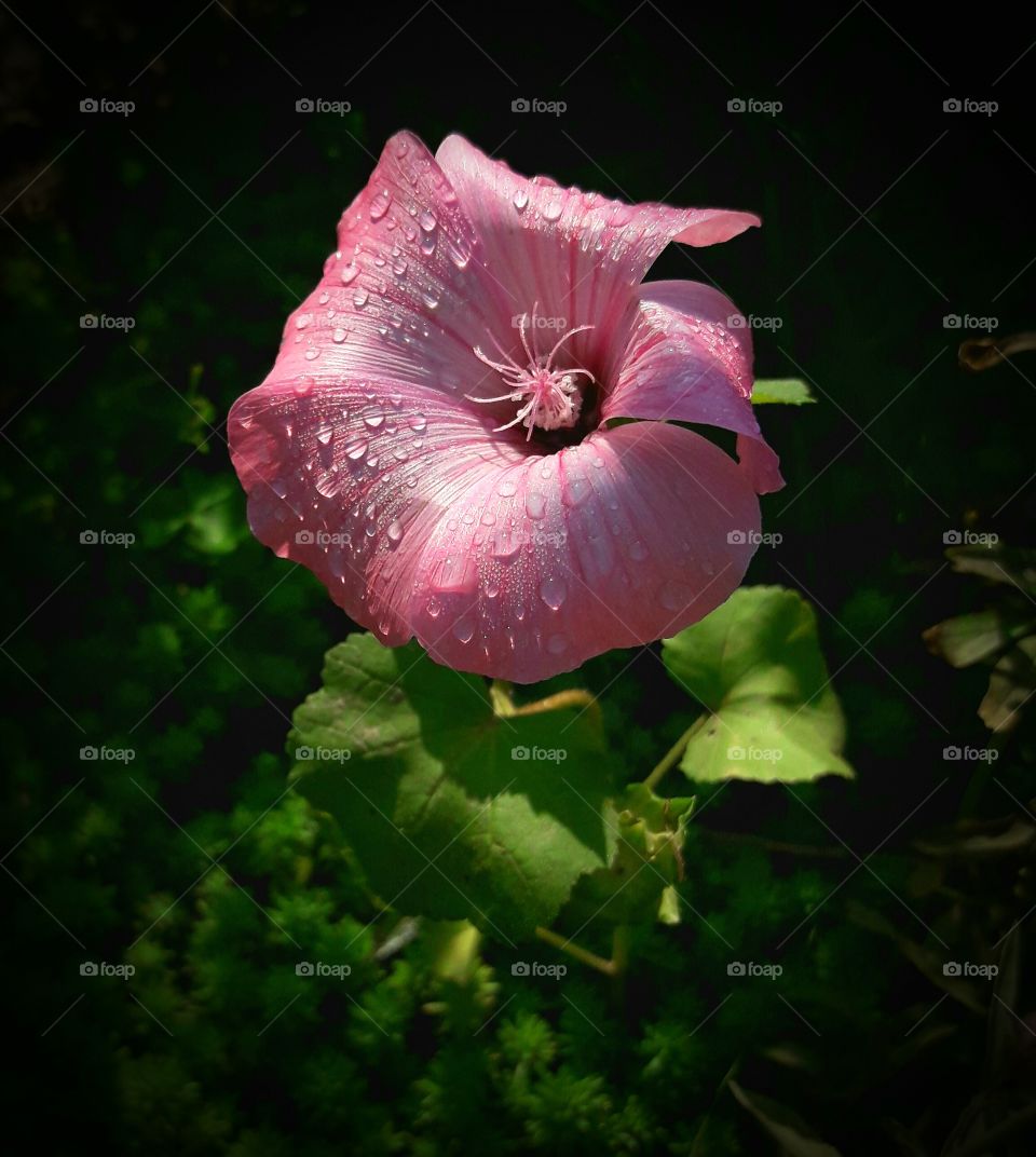 macro pink flower