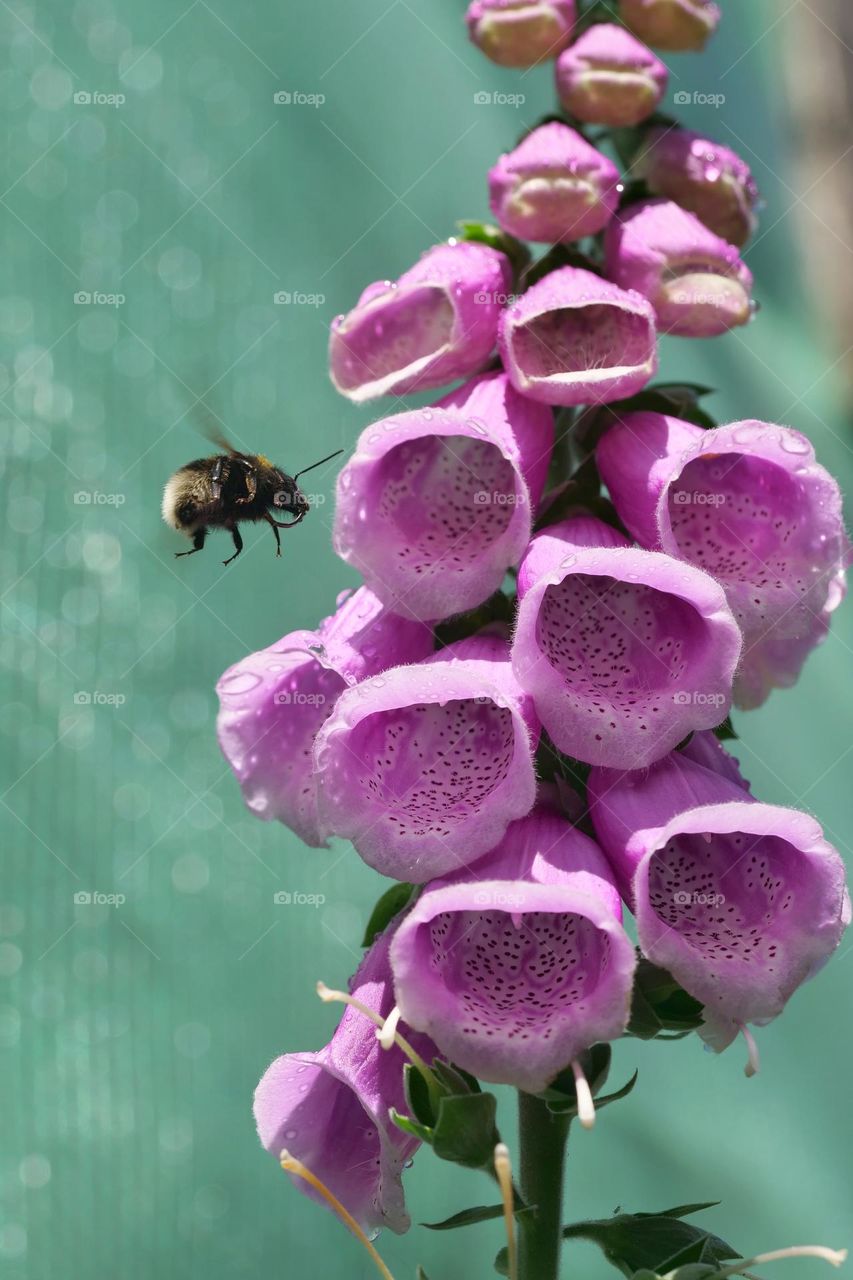 Foxglove blossoms with bumblebee