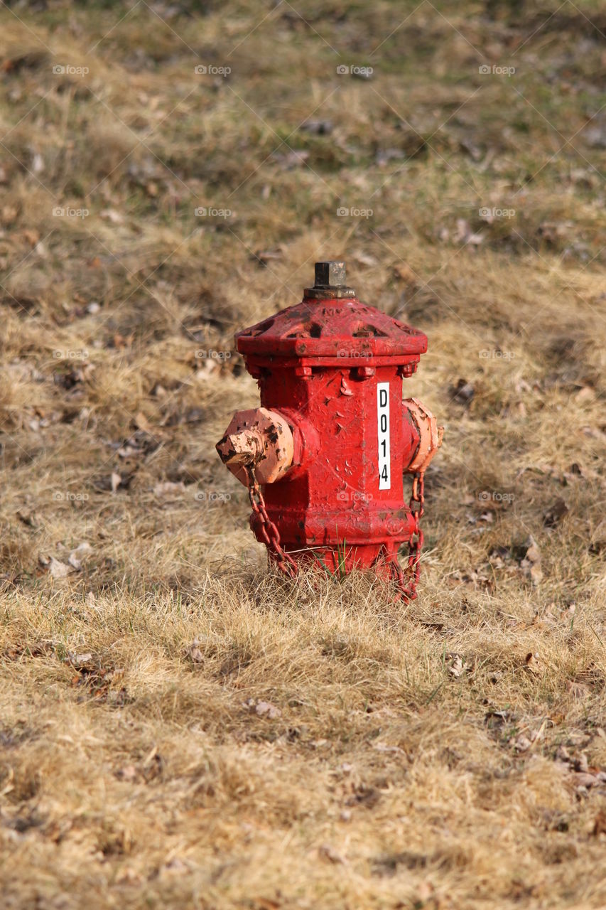 Fire hydrant in meadow