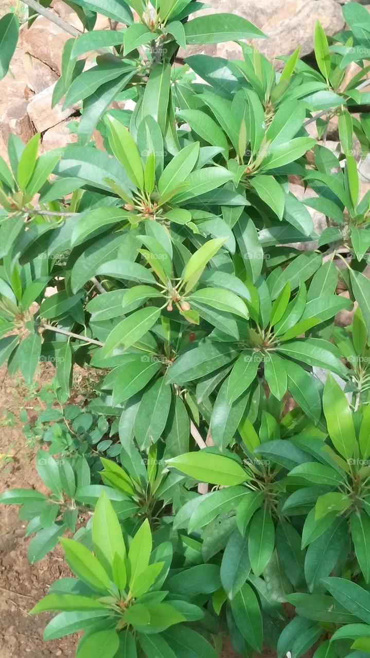 green plants