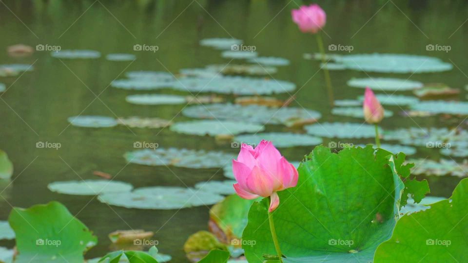 Lotus flower in a pond