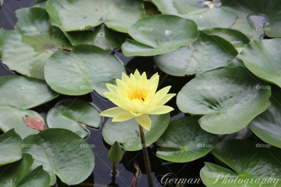 Lily pad and pond