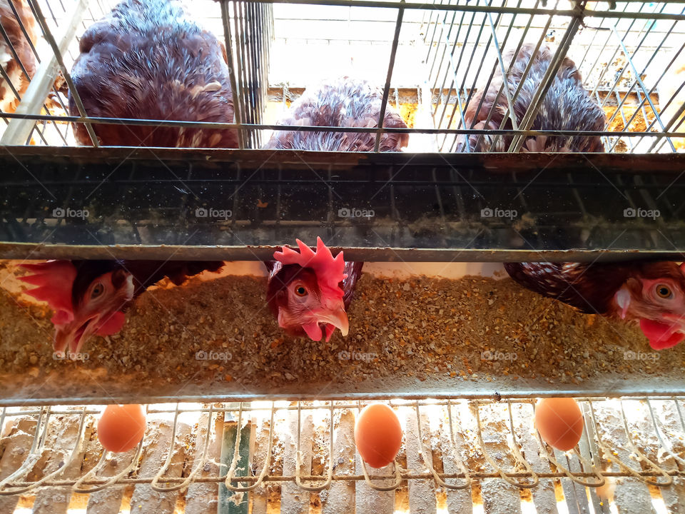 Hens begin product egg in morning