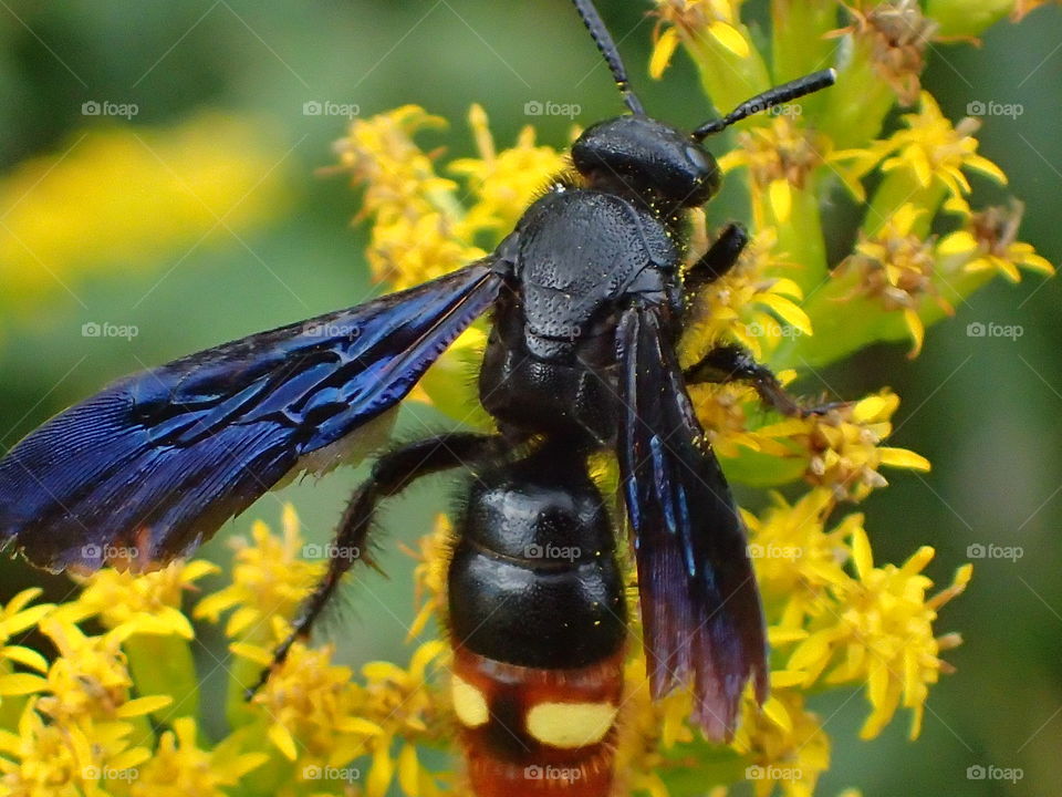 Blue-Winged Wasp