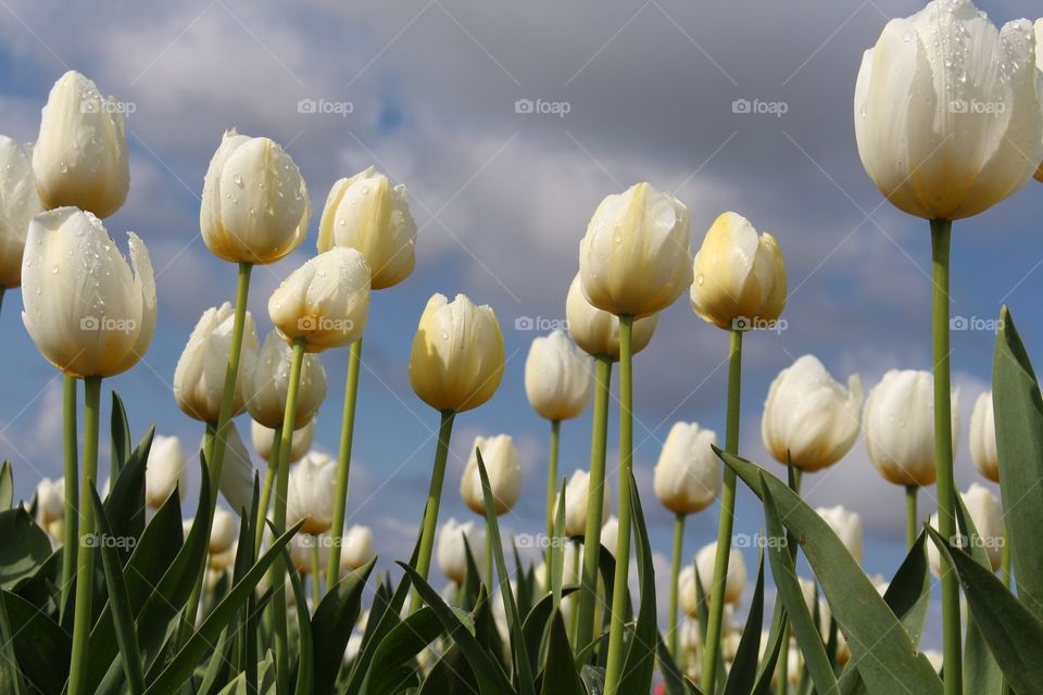Tulips, row of white with dew drops
