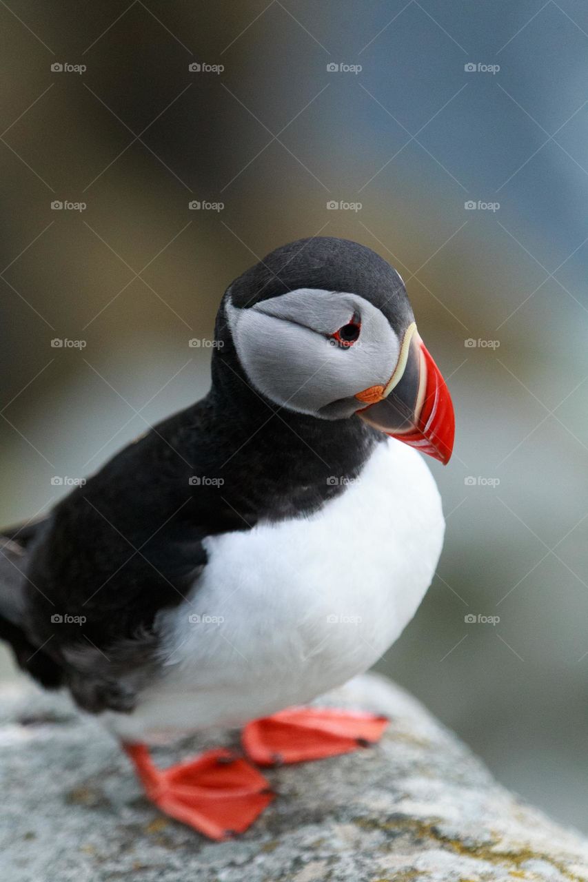 The Atlantic Puffin