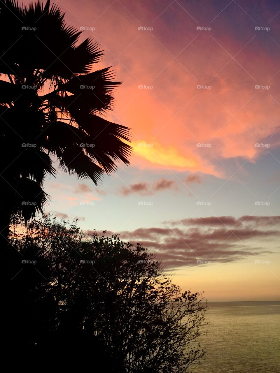 Silhouette of trees during sunset