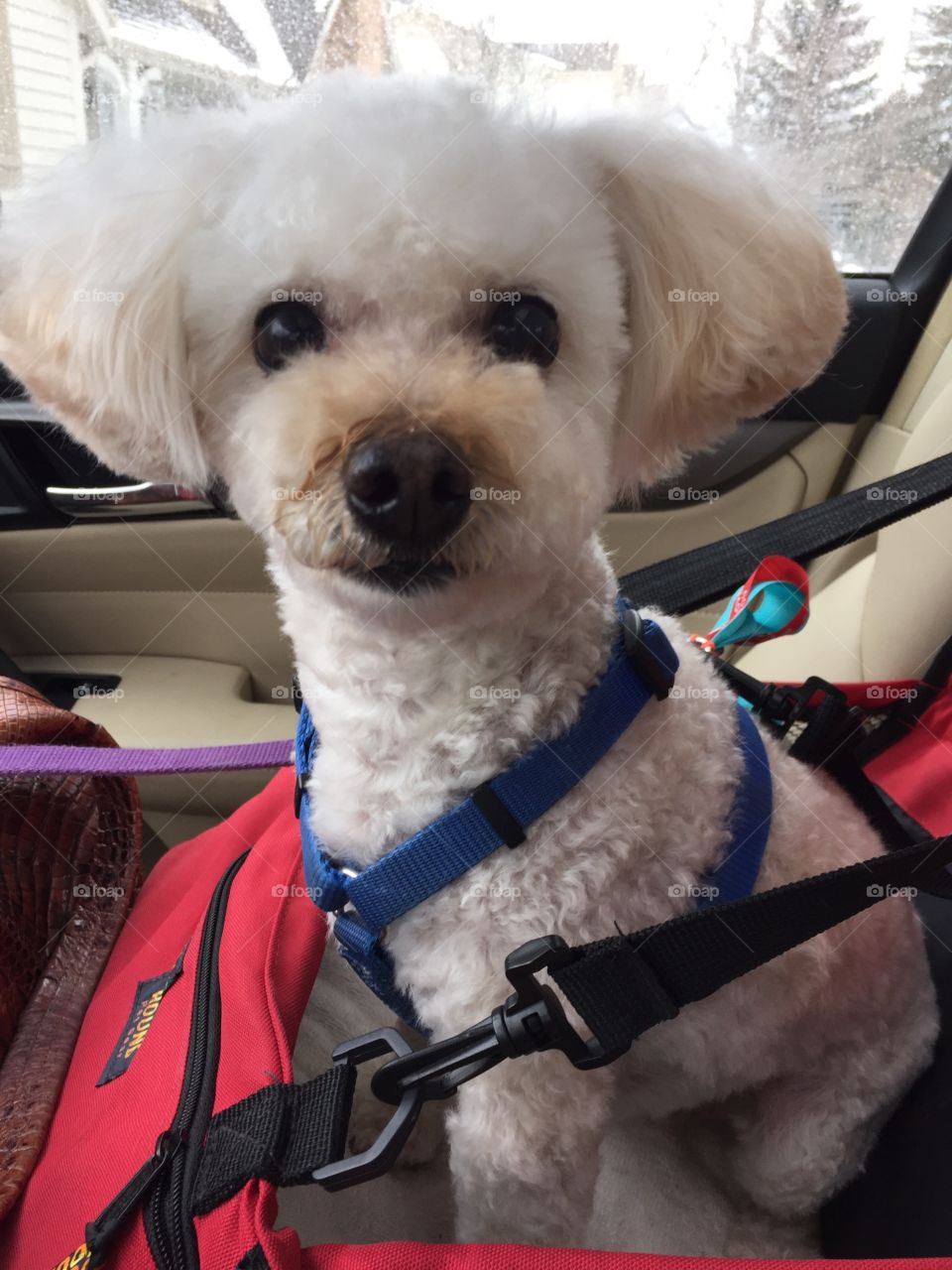 White poodle sitting in car seat