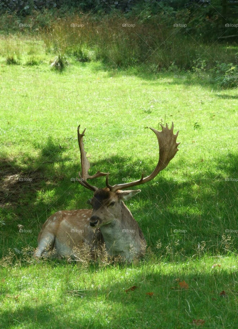 stag resting