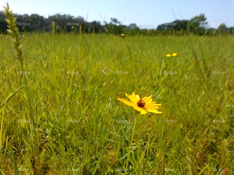 flowers in the field