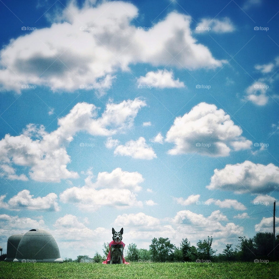 sky clouds dog by bacr33