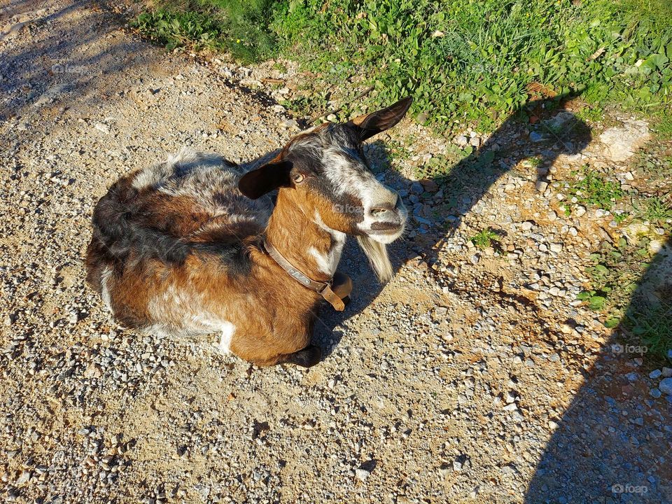 Goat Crete Greece