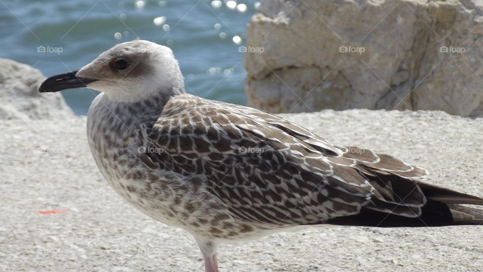 Beautiful Seagull in Istanbul. 