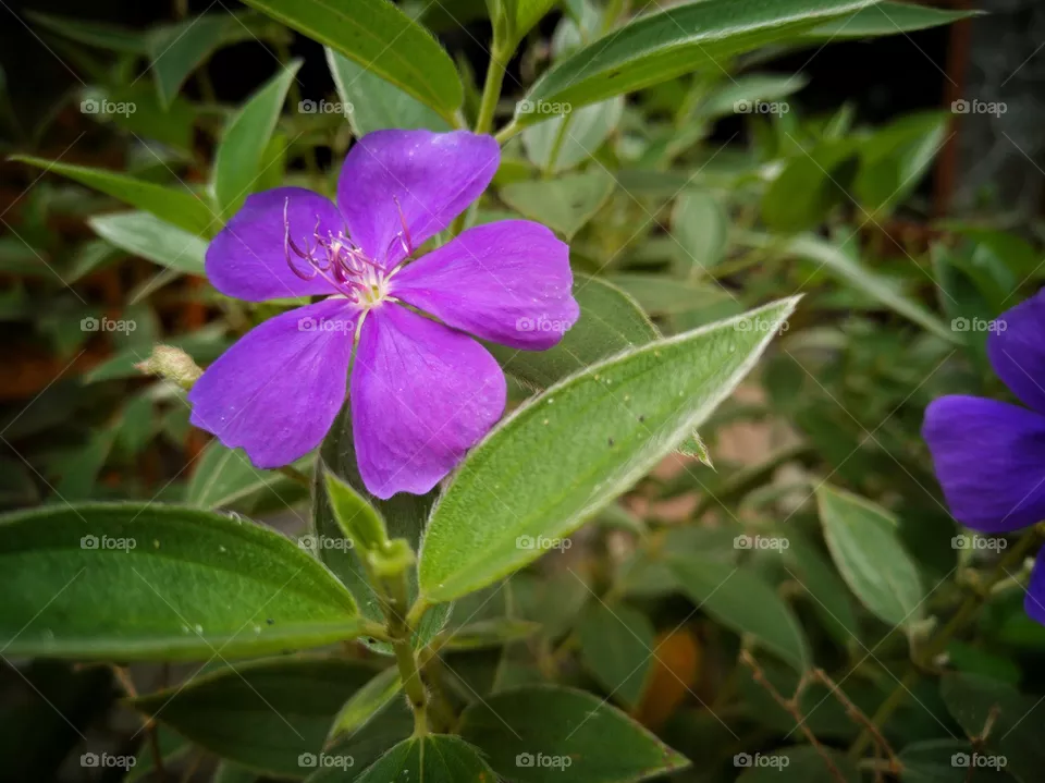 Purple