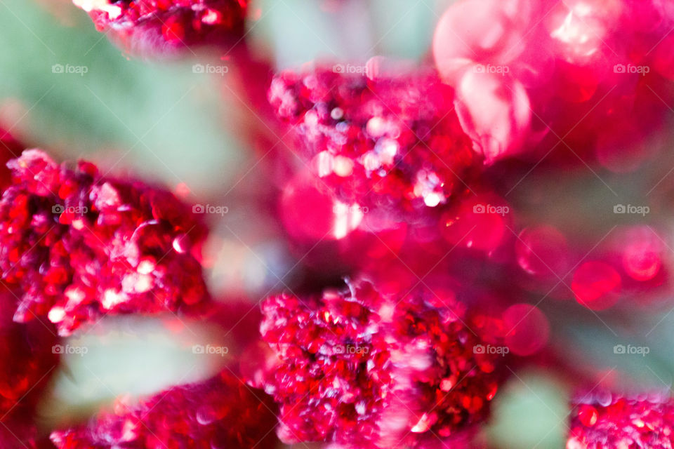 Close-up of red flowers