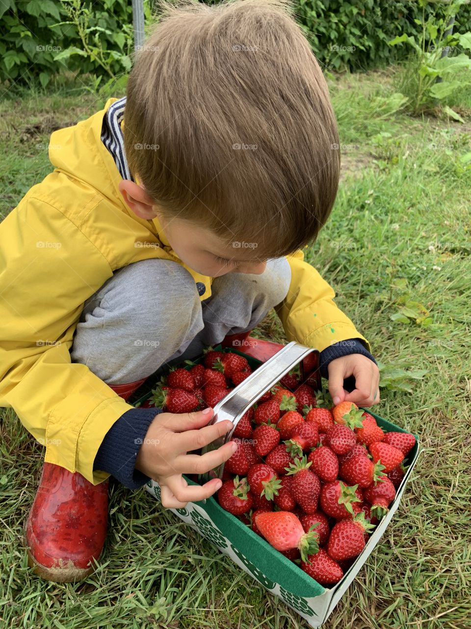 Boy with delicious and juicy Freshly picked strawberries 